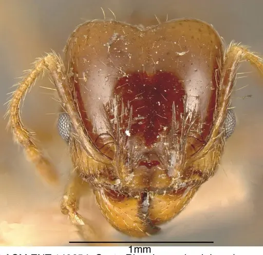 Pheidole pubiventris specimen