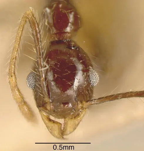 Pheidole pubiventris - CASENT0635510