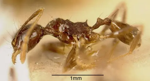 Pheidole pubiventris - CASENT0635510