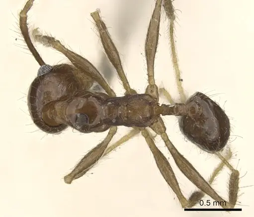 Pheidole pubiventris - CASENT0901569