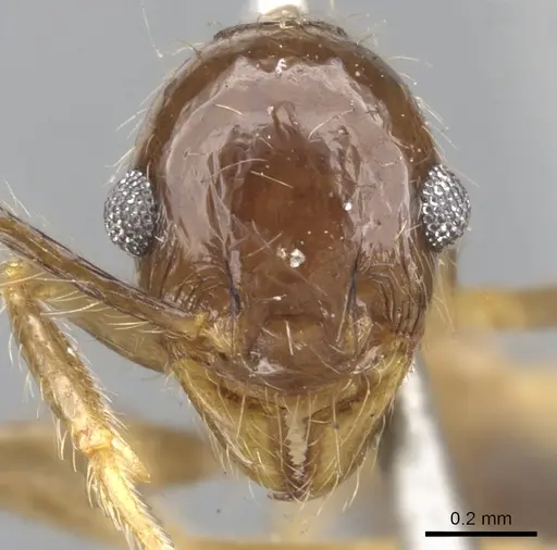 Pheidole pubiventris - CASENT0901569