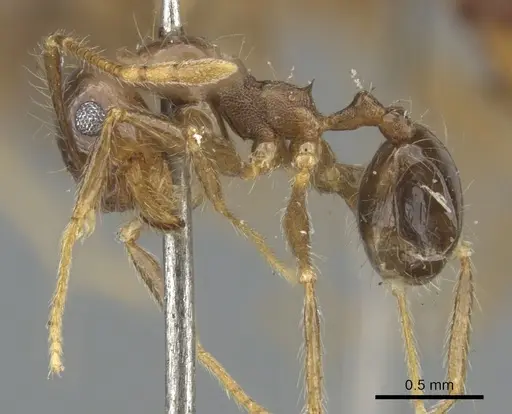 Pheidole pubiventris - CASENT0901569
