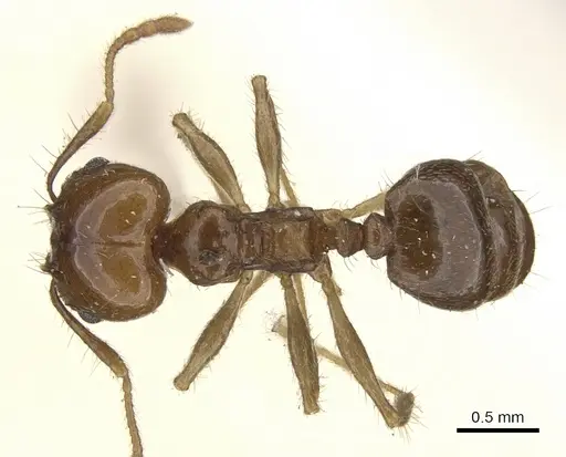 Pheidole pubiventris - CASENT0901570
