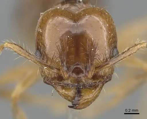 Pheidole pubiventris - CASENT0901570