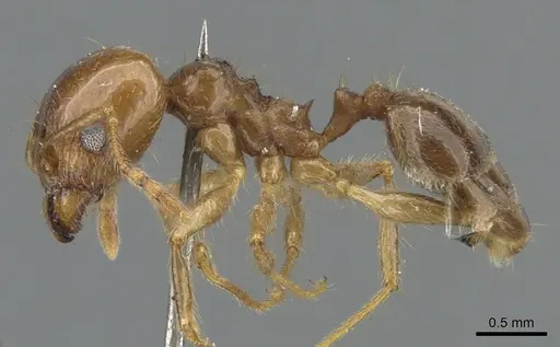 Pheidole pubiventris - CASENT0901570