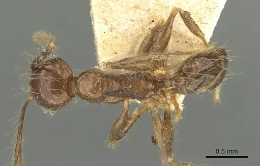 Pheidole pubiventris - CASENT0901603