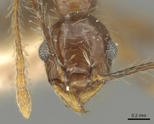 Pheidole pubiventris - CASENT0901603