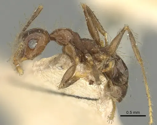 Pheidole pubiventris - CASENT0901603