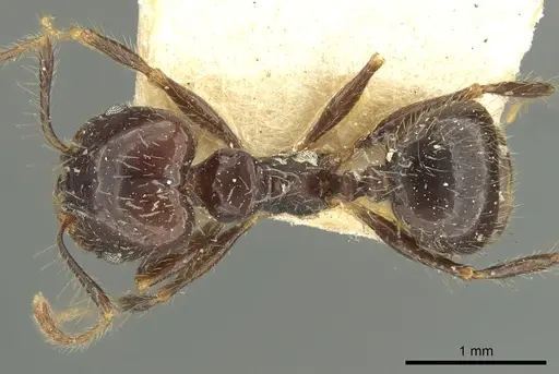 Pheidole pubiventris - CASENT0901604