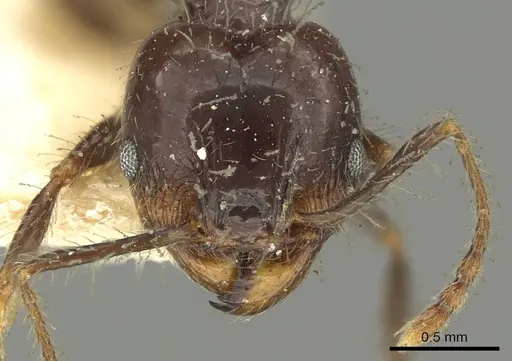 Pheidole pubiventris - CASENT0901604