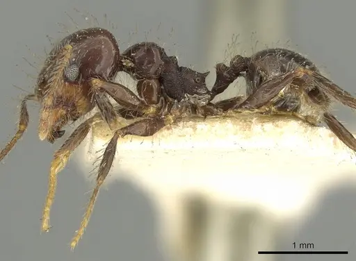 Pheidole pubiventris - CASENT0901604