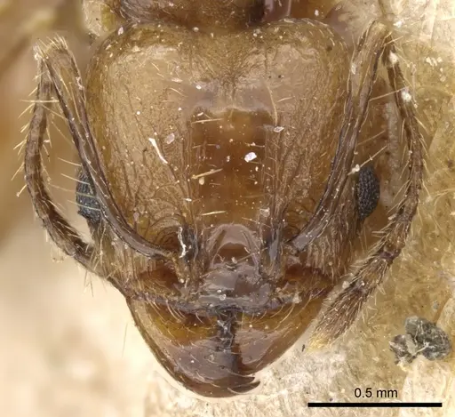 Pheidole pubiventris - CASENT0904337