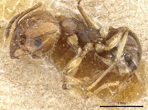 Pheidole pubiventris - CASENT0904337