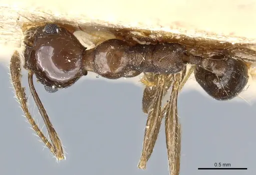 Pheidole pubiventris - CASENT0904338
