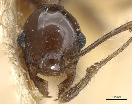 Pheidole pubiventris - CASENT0904338