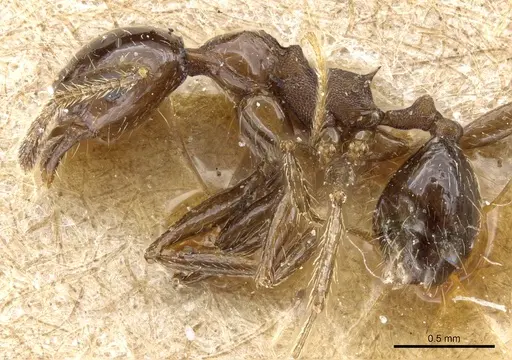 Pheidole pubiventris - CASENT0904338