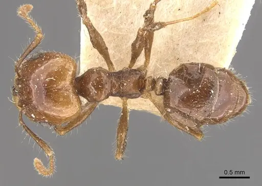 Pheidole pubiventris - CASENT0908232