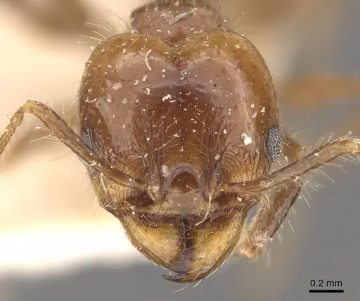Pheidole pubiventris - CASENT0908232