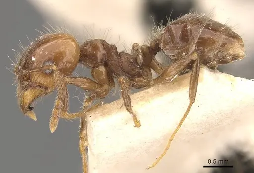 Pheidole pubiventris - CASENT0908232