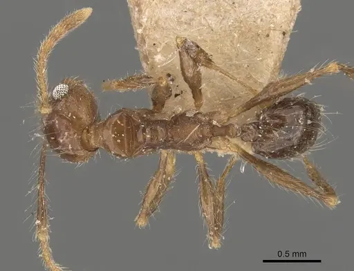 Pheidole pubiventris - CASENT0908233