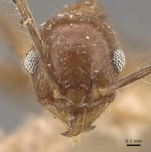 Pheidole pubiventris - CASENT0908233