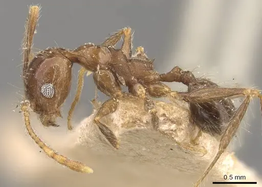 Pheidole pubiventris - CASENT0908233