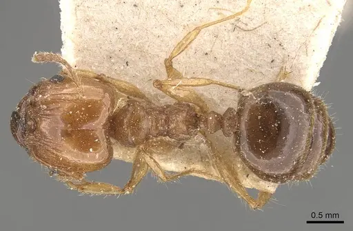 Pheidole pubiventris - CASENT0908234