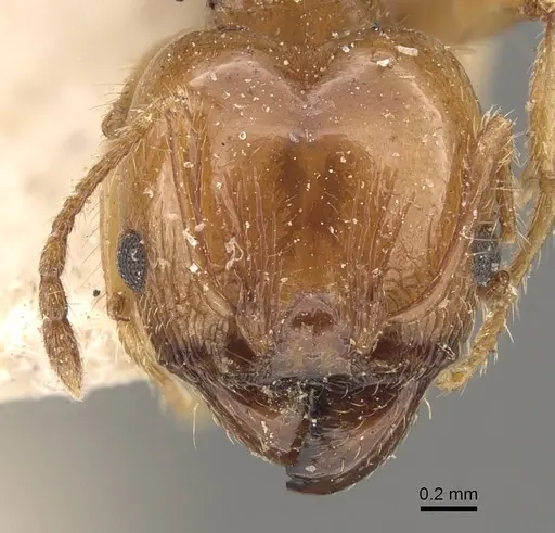 Pheidole pubiventris - CASENT0908234