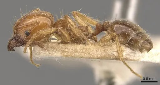 Pheidole pubiventris - CASENT0908234