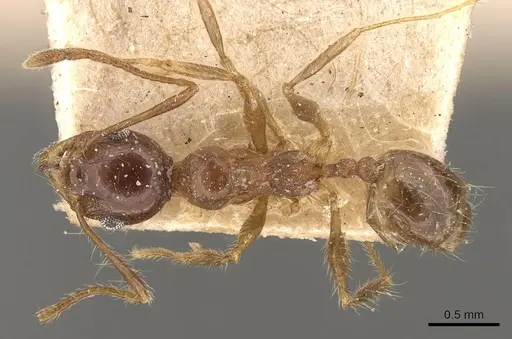 Pheidole pubiventris - CASENT0908235