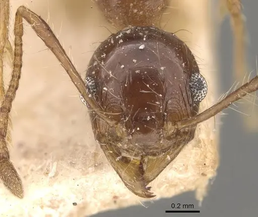 Pheidole pubiventris - CASENT0908235