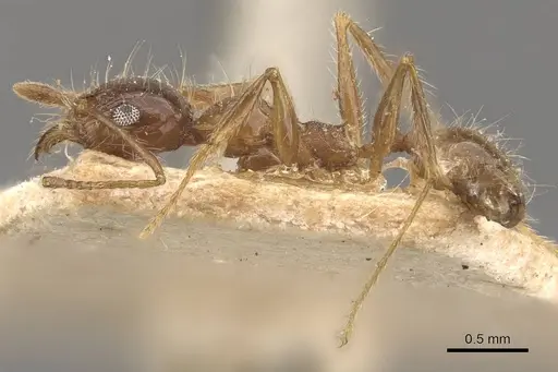 Pheidole pubiventris - CASENT0908235