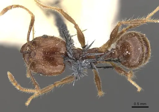 Pheidole pubiventris - CASENT0908236