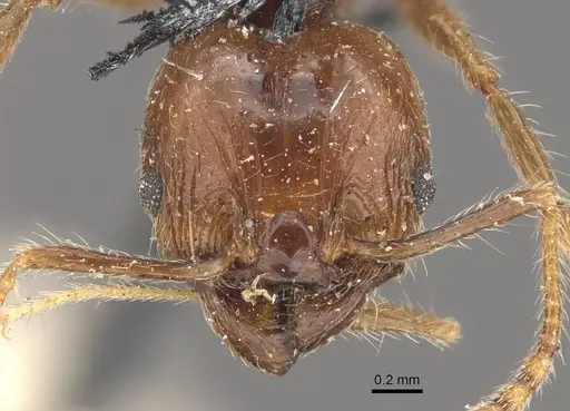 Pheidole pubiventris - CASENT0908236