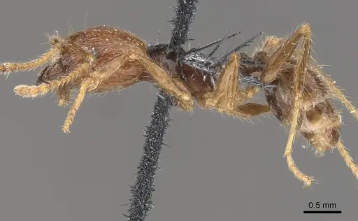 Pheidole pubiventris - CASENT0908236