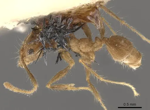 Pheidole pubiventris - CASENT0908237