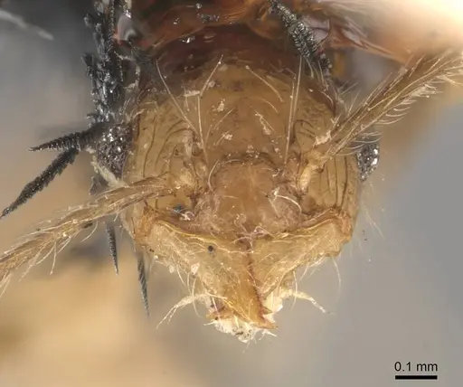 Pheidole pubiventris - CASENT0908237