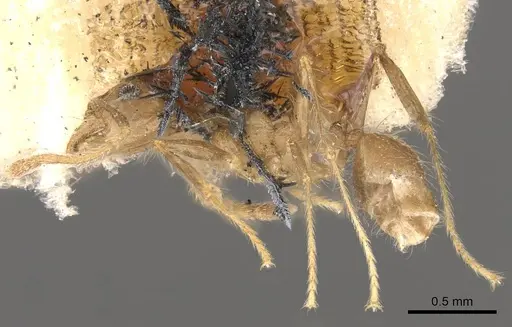 Pheidole pubiventris - CASENT0908237