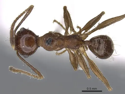 Pheidole pubiventris - CASENT0919753