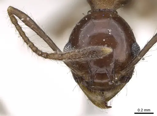 Pheidole pubiventris - CASENT0919753