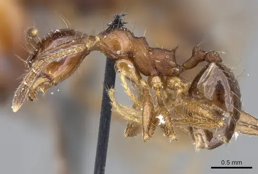 Pheidole pubiventris - CASENT0919753