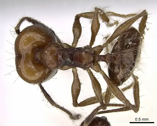 Pheidole pubiventris - CASENT0922211