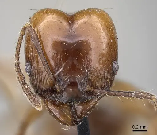 Pheidole pubiventris - CASENT0922211