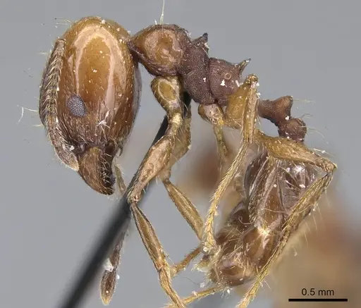 Pheidole pubiventris - CASENT0922211