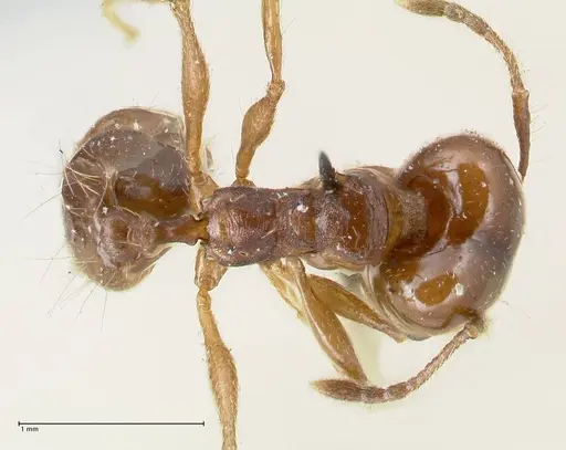 Pheidole pubiventris - FOCOL1549