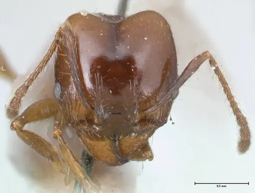Pheidole pubiventris - FOCOL1549