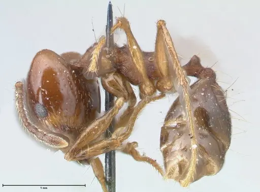 Pheidole pubiventris - FOCOL1549