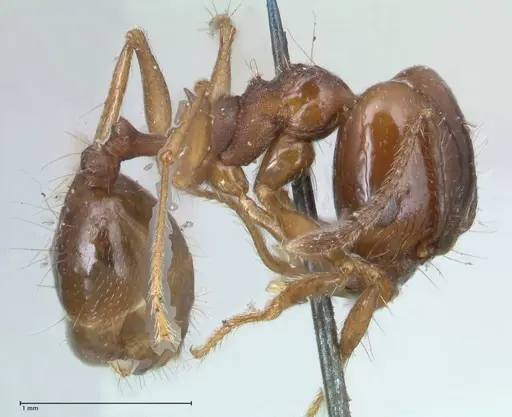 Pheidole pubiventris - FOCOL1549
