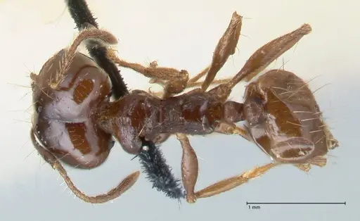 Pheidole pubiventris - FOCOL1550