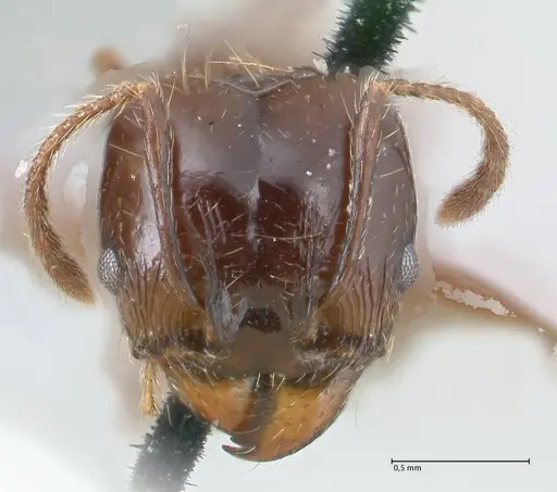 Pheidole pubiventris - FOCOL1550